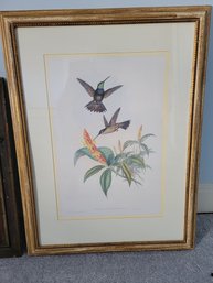 A Facsimile Edition Of A Monograph Of The Trochilidae Or Family Of Hummingbirds - Nicely Framed