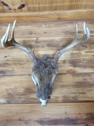 Maine Whitetail Deer 7 Point Skullcap Rack Deer Antlers