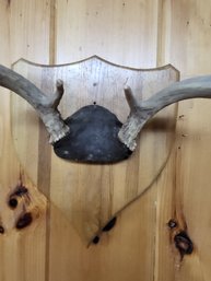 Deer Antlers Wall Mount Small 8 Point 10'