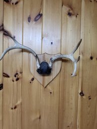 Deer Antlers Wall Mount 6 Point 20'