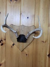Deer Antlers Wall Mount 7 Point 12'