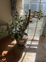 Jade Plant In Pot