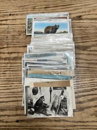 Animals, Birds & Fish Post Cards