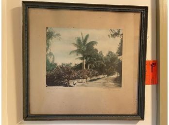 Hand Colored Photograph By Stuart Haywood 'Royal Palms'