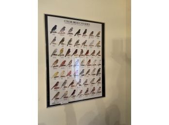 Color Breed Canaries Poster, Framed, 40'x30'