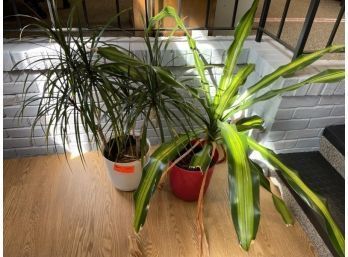 Lot Of (2) Potted Plants