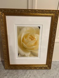 Amy Lamb Framed White Rose Photograph
