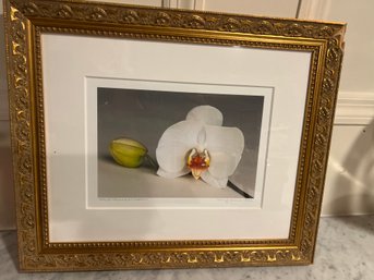 Amy Lamb Framed Orchid Photograph