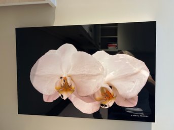 Moth Orchid Photograph Printed On Aluminum By Morris Herstein