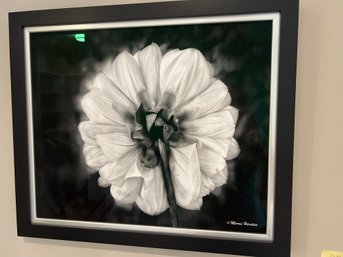 Photograph Of The Rear Of A Daliiaa  Framed And Printed On Aluminum