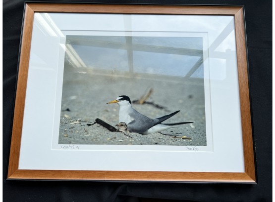 Least Terns Photograph Signed By Tom Veyo