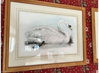 Swan Print 1 Of 2