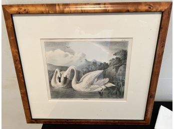 Pair Of Swans Print  By T Doughty