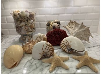 Seashells & Coral