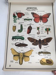 1950s Biology Chart With 30 Indivdual Removable Speceman Charts