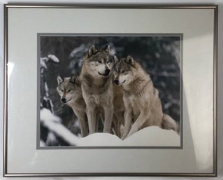 Stunning Wolf Nature Print Photo
