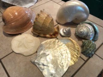 Collection Of Large Pretty Seashells