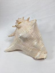 Large Shell - Art/ Sculpture - See Photos