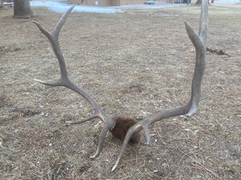 Big Elk Rack