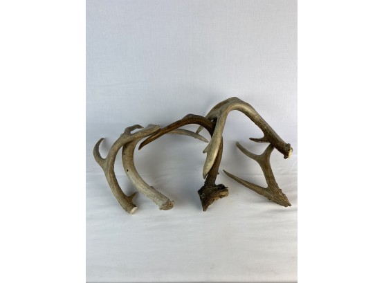 Grouping Of Antlers (see Photos)