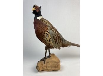 Beautiful Rooster Pheasant On Log