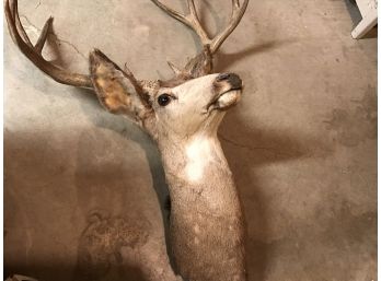 Vintage Mounted Buck Deer