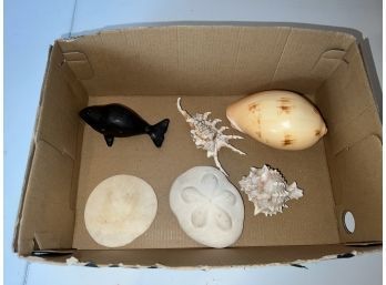 Collection Of Real Seashells, Sandollars, And A Whale Sculpture
