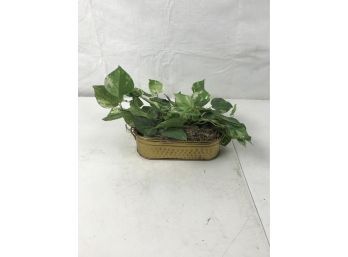 Fake House Plant And Metal Container