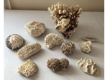 Genuine Coral Reef Collection