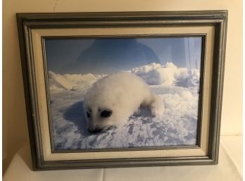 Framed Photography Baby Seal