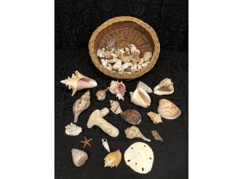 Natural Seashell & Coral Collection