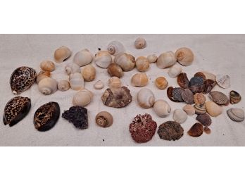 Shells & More!