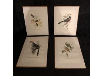 Ready-To-Frame Aviary Prints