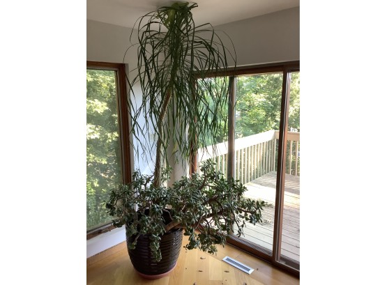 Ponytail Palm With Jade Plant