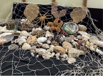 Collection Of Seashells, Coral, Floats, And Fishing Net