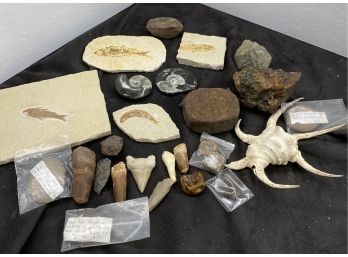 Fossils, Arrowheads, Fossilized Teeth