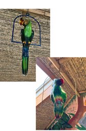 2 Tropical Hanging Birds