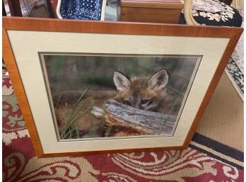 Wildlife Hiding Fox Photo