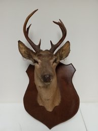 Antique Deer Mount