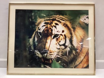 Tiger Photograph