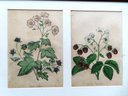 Six Hand Colored Wild Flower Prints, Late 18th To Early 19th Century. Two Each Mounted In 3 Frames, All In Ver
