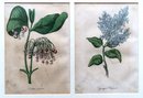 Six Hand Colored Wild Flower Prints, Late 18th To Early 19th Century. Two Each Mounted In 3 Frames, All In Ver