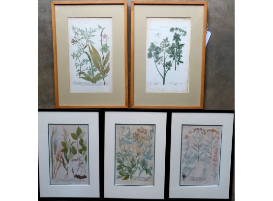 A Grouping Of 5 Hand Colored Botanical Prints, Probably 18th Century