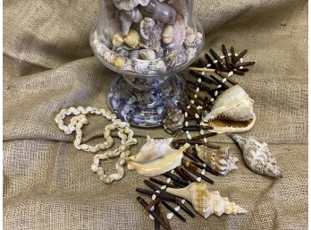 Large Glass Vase Filled With Shells