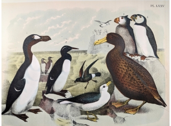 Puffins Chatting On The Ice: 1888 Antique Lithographic Book Plate From 'The Birds Of North America'