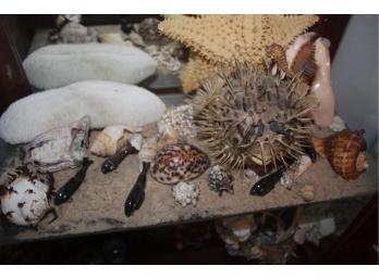 Interesting Group Of Ocean Shells, Starfish & Puffer Fish