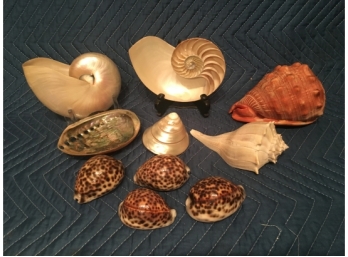 Lot Of Very Cool Sea Shells