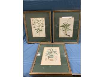 Three Antique Plant Prints