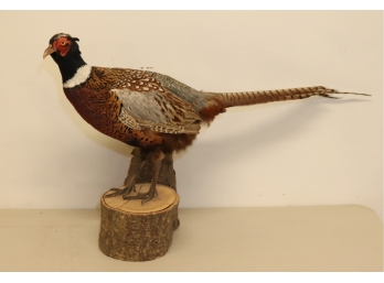 Ring Neck Pheasant  Taxidermy