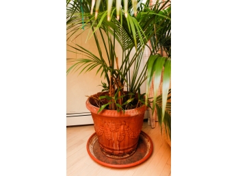 Beautiful Plant In Large Terracotta Planter - Heavy 36'x29' ()